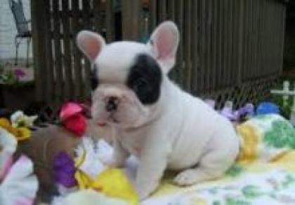 . Französische Bulldogge Welpen
