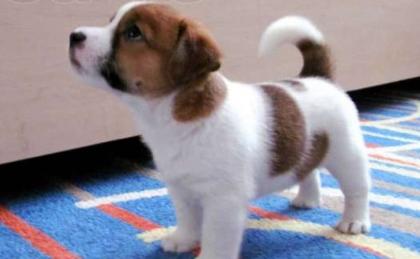 Jack Russell Terrier