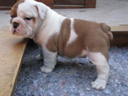 Perfekte englische Bulldogge Welpen