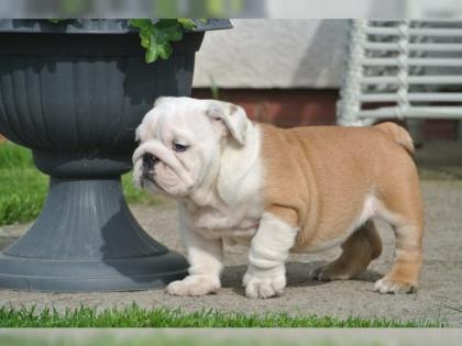 Der letzte englische Buldogge Welpe