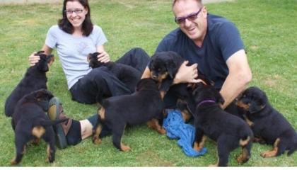 Tolle Rottweiler Welpen Kennenlernen erwünscht