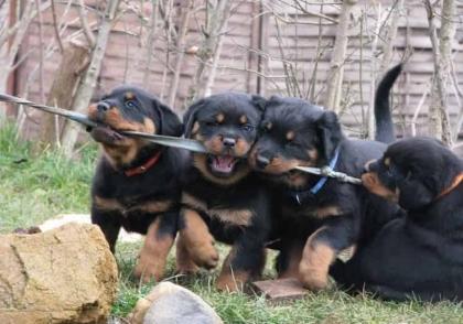 Kleine Welpen Rottweiler. Gechipt und geimpft