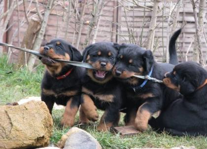 Rottweiler Welpe Rüde