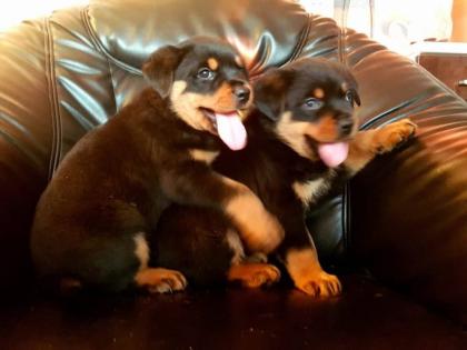 Süßen wunderschönen reinrassigen Rottweiler-Welpen RottweilerWelpe reinrassige