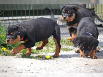 Wunderschöne Rottweiler Welpen mit ADRK/VDH Papieren Rüden
