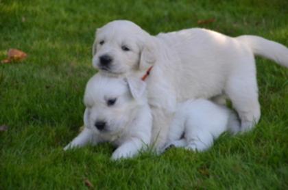 Golden Retriever Welpen ab sofort abzugeben