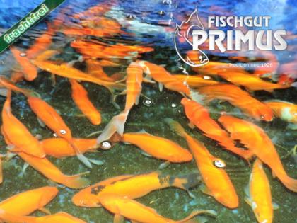 4 Laichgoldfische - Größe 15-20 cm