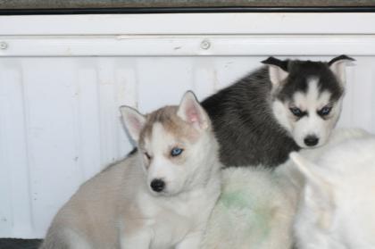 MÄNNLICHE UND WEIBLICHE Husky PUPPIEs