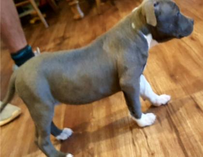 American Stafford Pitbull blueline, 12 Wochen alte Welpen ccf