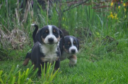 Reinrassige Appenzeller Sennenhund Welpen suchen ein neues Zuhause