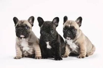 Französische Bulldogge Babies