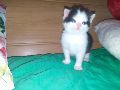 BKH-Kitten Süße Katze