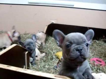 Französische Bulldogge Welpen mit Papiere kaufen WhatsApp 4915145672158 .