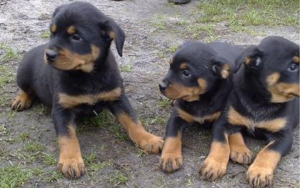 Super gezogene Rottweiler Welpen WhatsApp 4915145672158 .