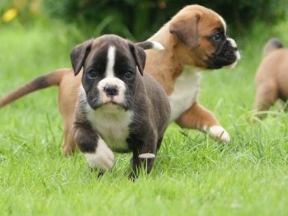 Wunderschöne Boxer Welpen mit VDH Papieren