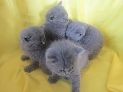 BKH Kitten suchen ein neues Zuhause