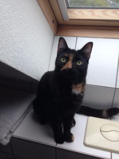 Katze in liebevolle Hände abzugeben