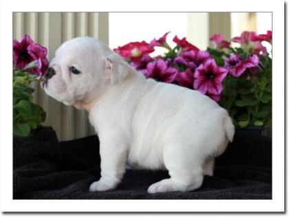 Englische Bulldogge Welpen mit Papiere abzugeben