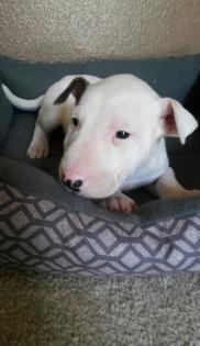 Reinrassige Bull Terrier Terrier Welpen suchen ein Zuhause