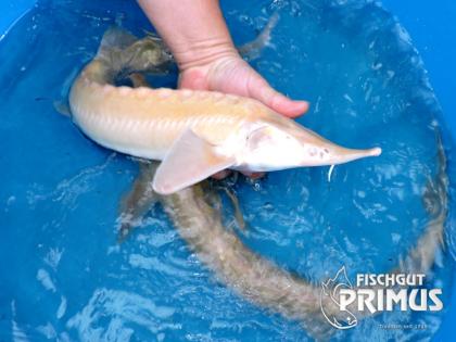 Störe Albino Sterlet A. ruthenus albino 60-70 cm