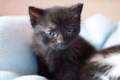 2 Baby Katzen abzugeben