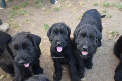 Herrliche Riesenschnauzer Welpen