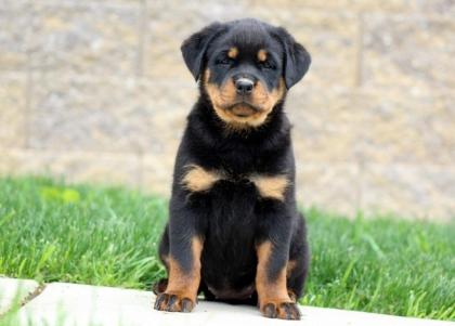 Deutsch Rottweiler Welpen zu verkaufen
