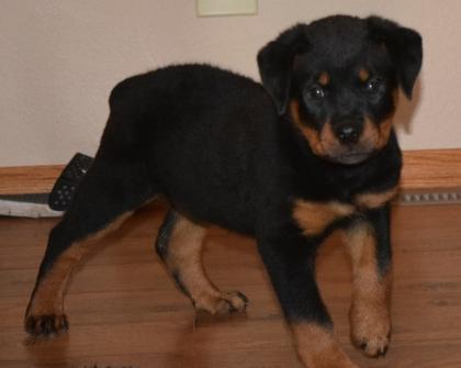 Deutsch Rottweiler Welpen