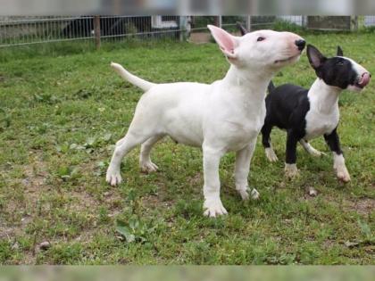 VDH /GBF STANDARD Miniatur Bull Terrier Welpen