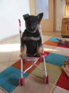 Dt. SCHÄFERHUND Welpen