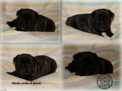 Französische Bulldoggen inkl Ahnentafel