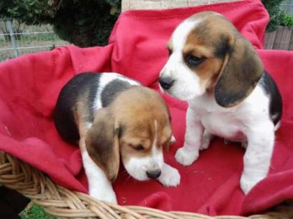 Beagle welpen aus liebevoller Familienaufzucht mit Blauenaugen Hündinnen und Rü