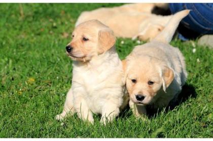 Drei Qualität Schöne Golden Retriever -Welpen