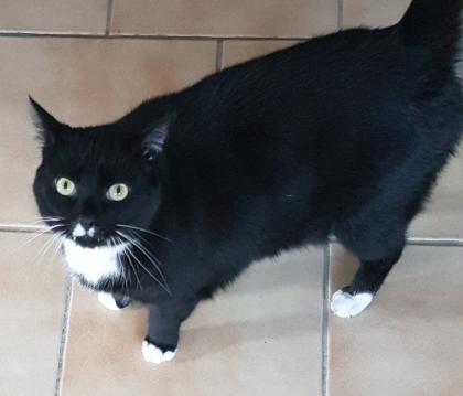 Katzennanny in Darup gesucht.