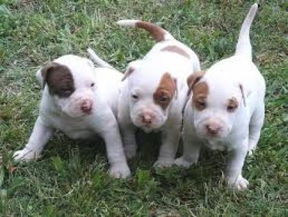American Pit Bull Terrier Welpen