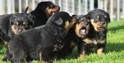 12 Wochen alte Rottweiler Welpen zur Adoption