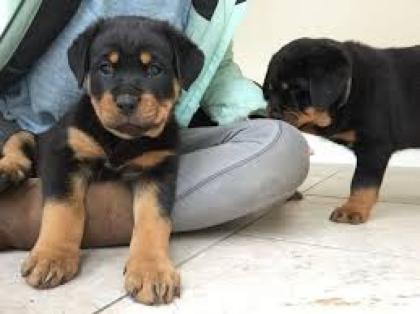 Männliche und weibliche Rottweiler Welpen für Haustierliebhaber.