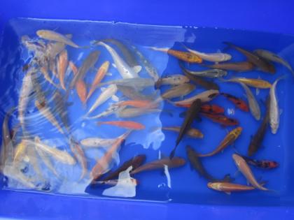 Koi diverse farben garten teich