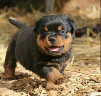 Männliche und weibliche Rottweiler Welpen für Haustierliebhaber.