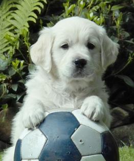 Schöne, kräftige Golden Retriever Welpen mit Papiere