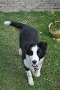 Border Collie abzugeben