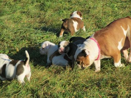 Englische Bulldoggen 3 hünde und 2 hündine - Welpen