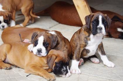 Boxer-Welpen