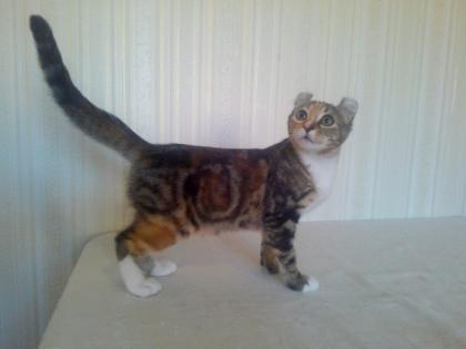 American Curl