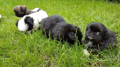 4 Chihuahua/Pekinesenwelpen