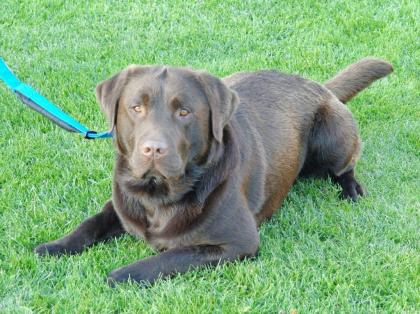 Labrador Deckrüde 12-fach genetisch getestet, reinerbig braun