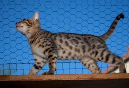 Reinrassige Bengal Kitten mit Stammbaum gesund geimpft ab 12. Sept