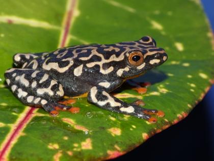 Hyperolius-Züchter in gesucht