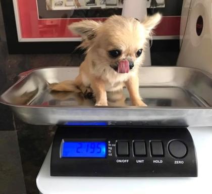Adorable und liebevolle Chihuahua Welpen auf der Suche nach einem immer liebensw