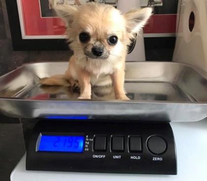 Miniatur Spielzeug Australian Chihuahua. text uns auf 580 729-6143